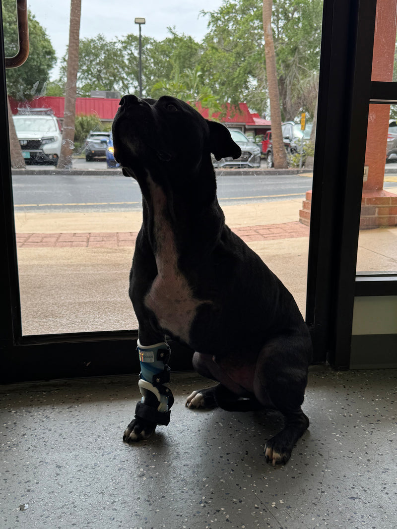 Custom OrthoPaws carpal brace on a tripawd dog