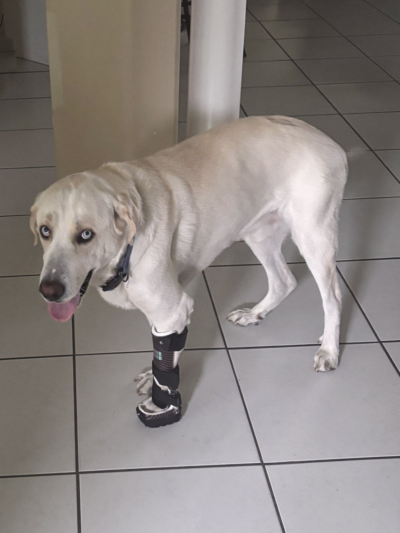 Cooper wearing a custom OrthoPaws carpal brace