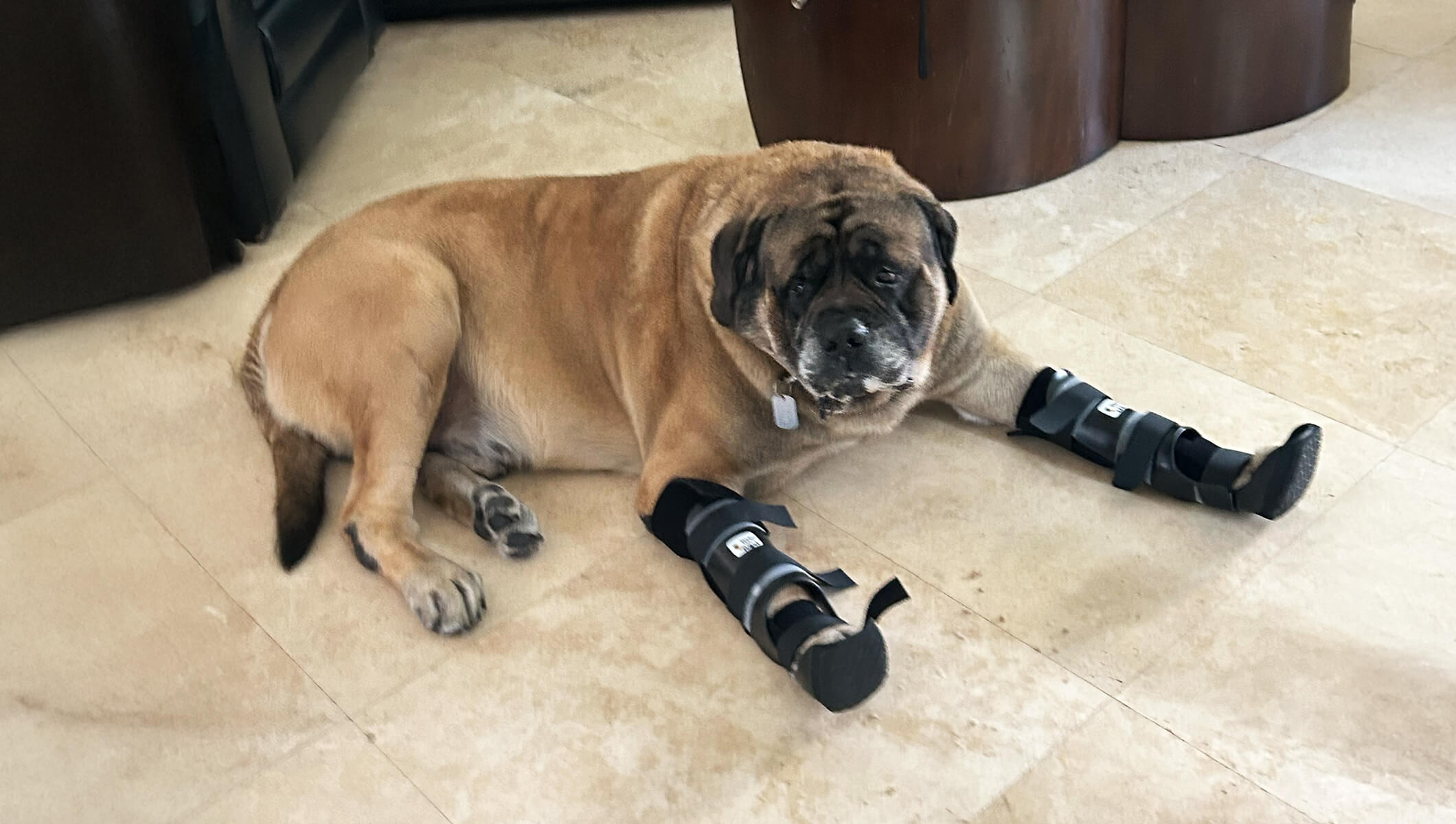 Arnold’s Journey: Custom Braces Restore Mobility to a 227-Pound Mastiff