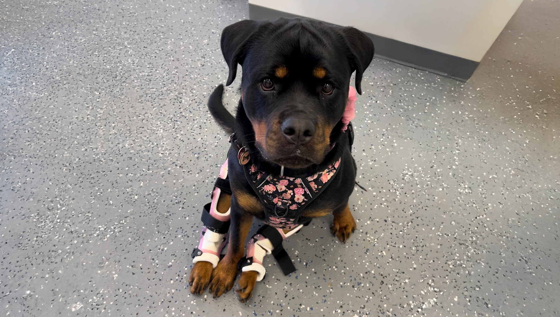 Blossom’s Journey: Bilateral CCL Bracing for an Active Rottweiler