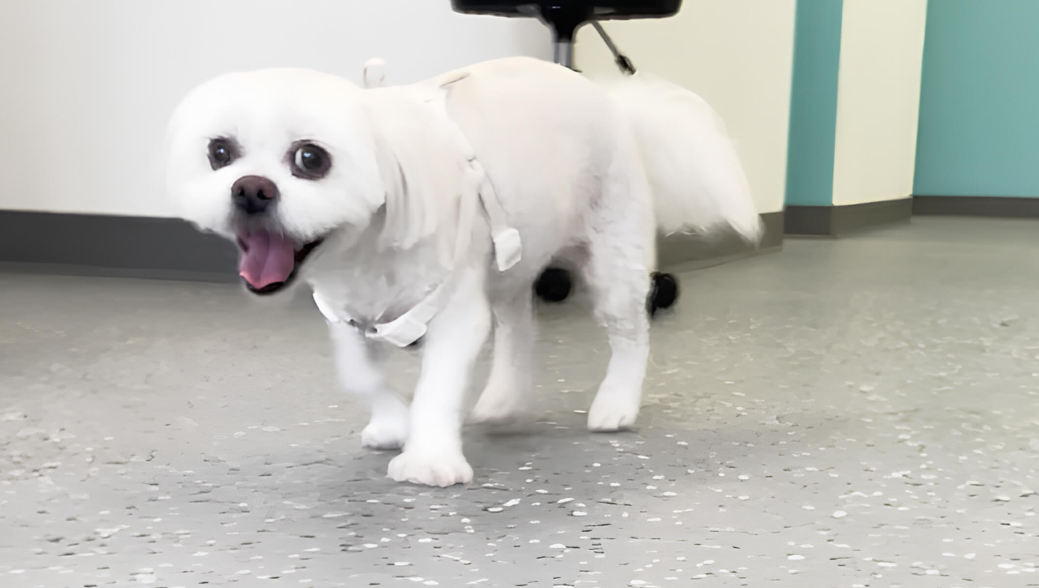 Maddie’s Recovery: Custom CCL Brace for a Tiny Senior Dog