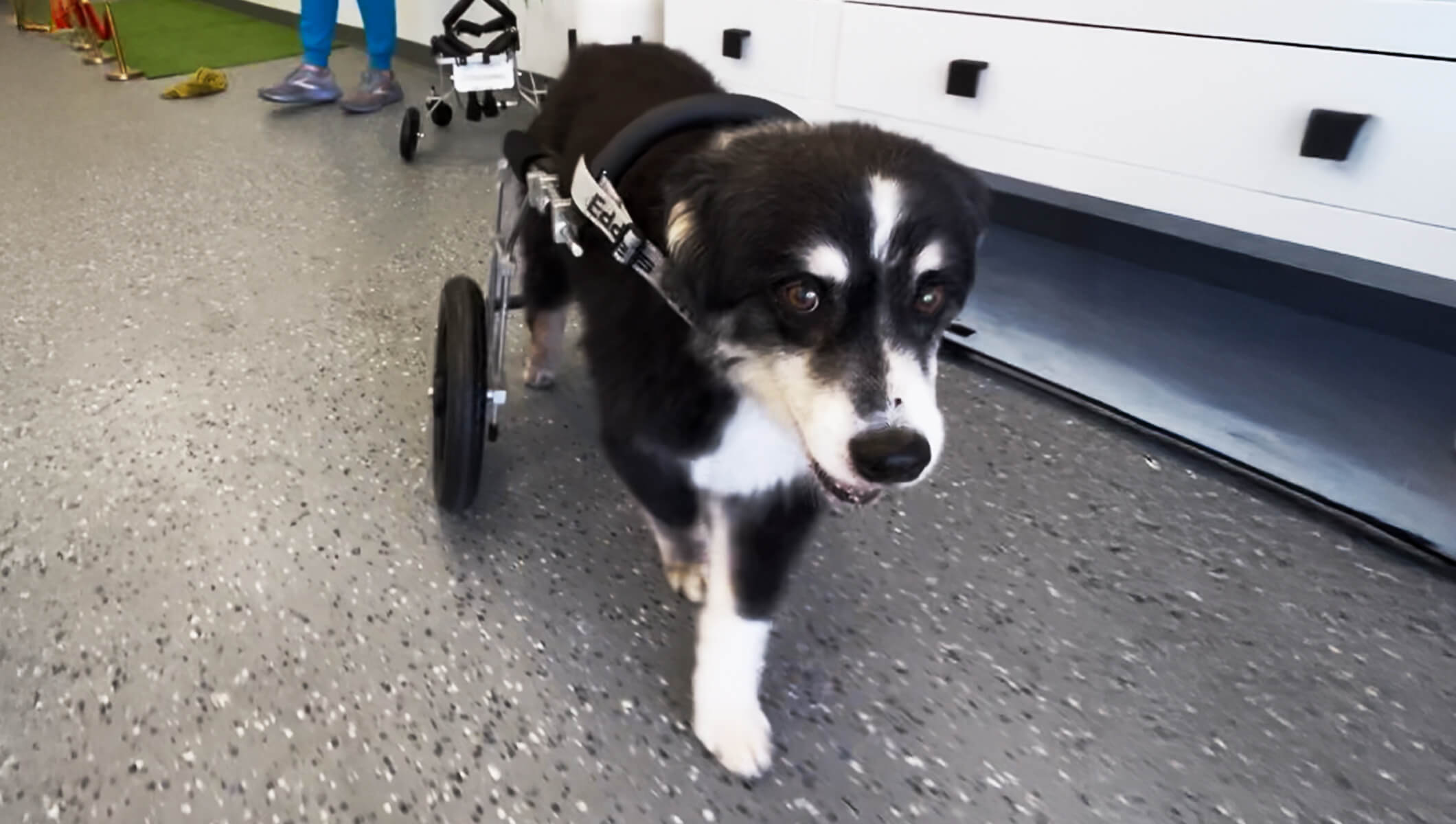Nikita’s Second Chance: A Custom Wheelchair for a Senior Dog