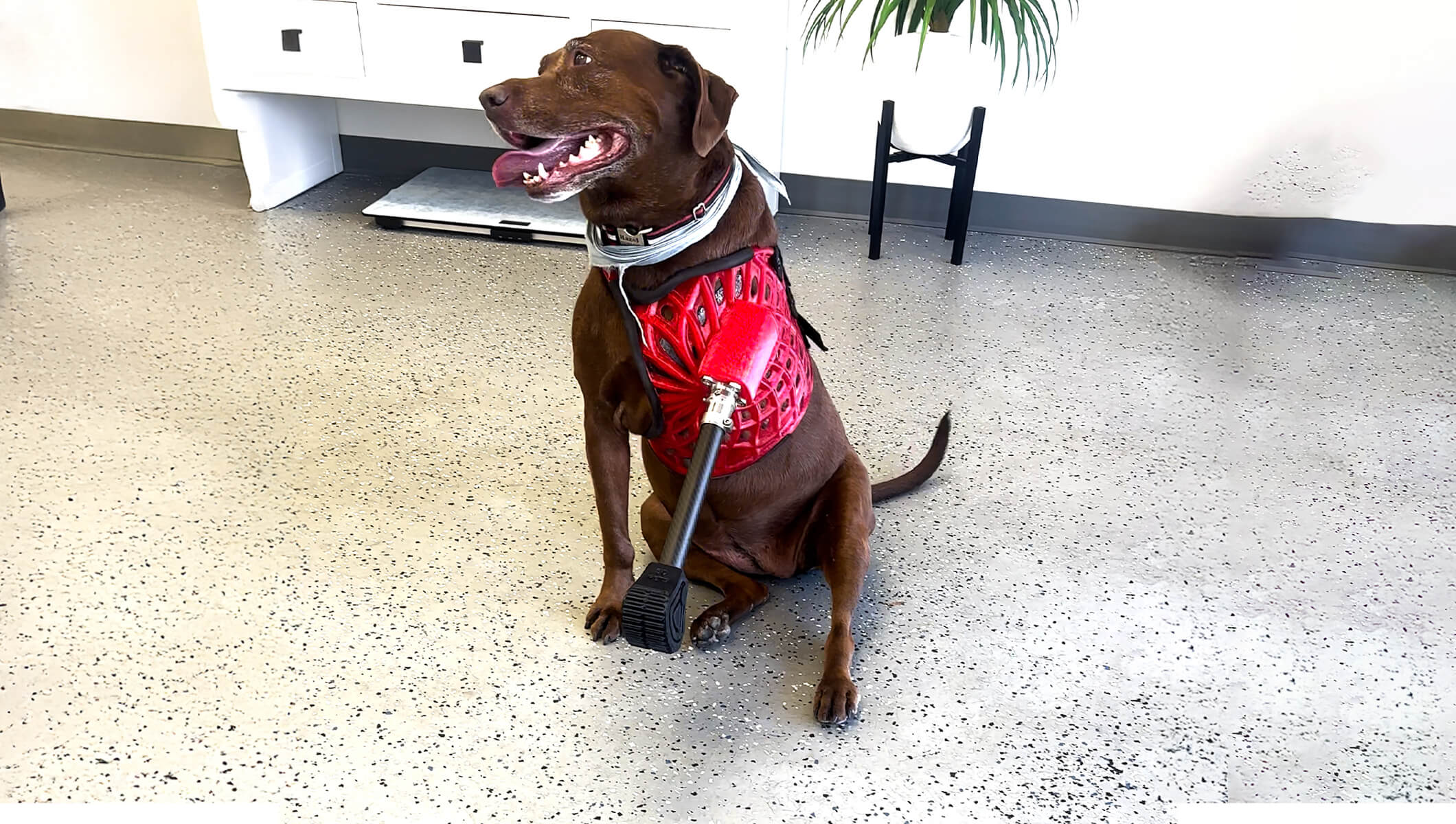 Hazel’s Recovery: Custom Prosthesis After Osteosarcoma Amputation