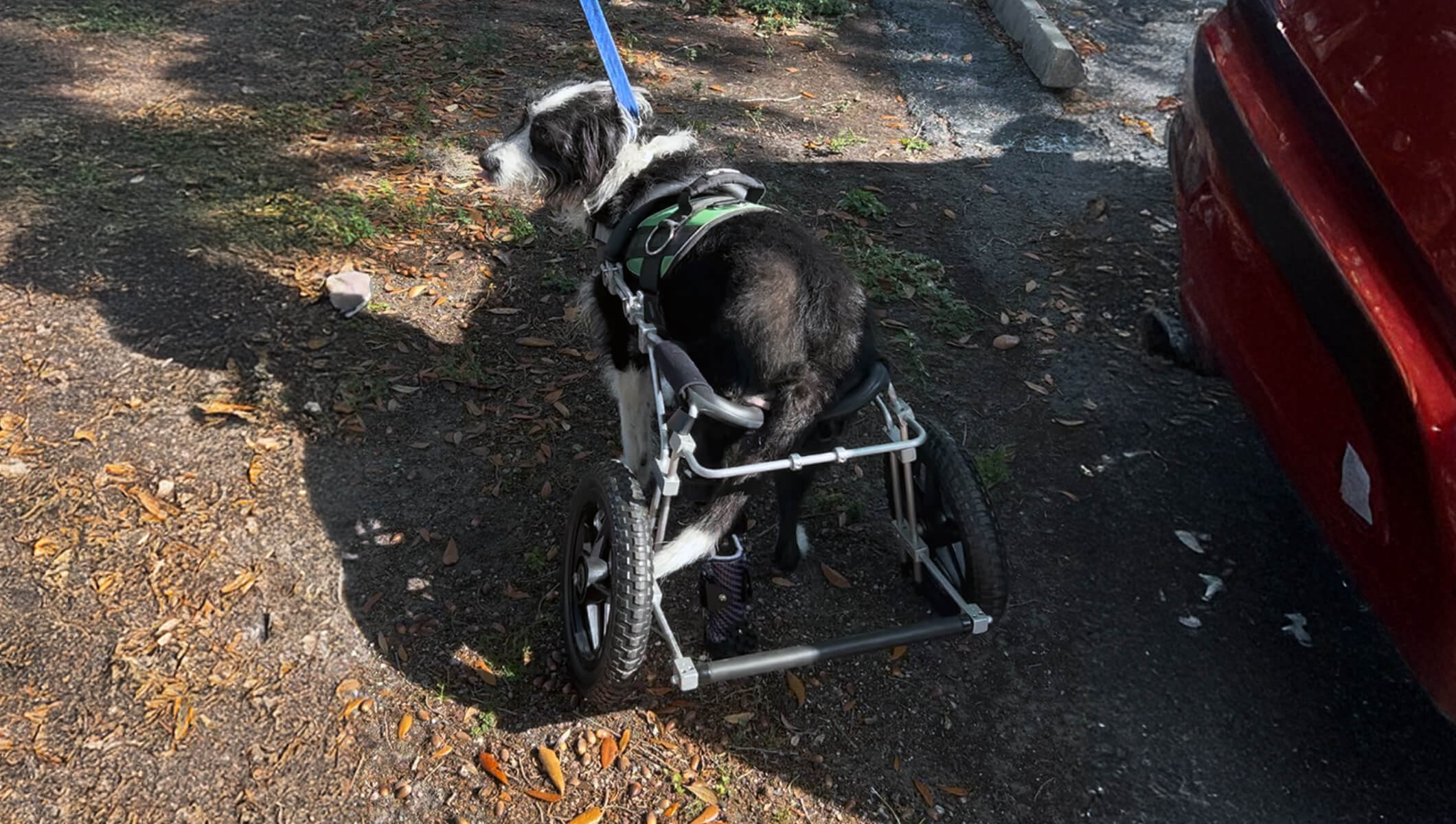 Huckleberry’s Comeback: Braces, Prosthetic, and Wheels for a New Life on the Move