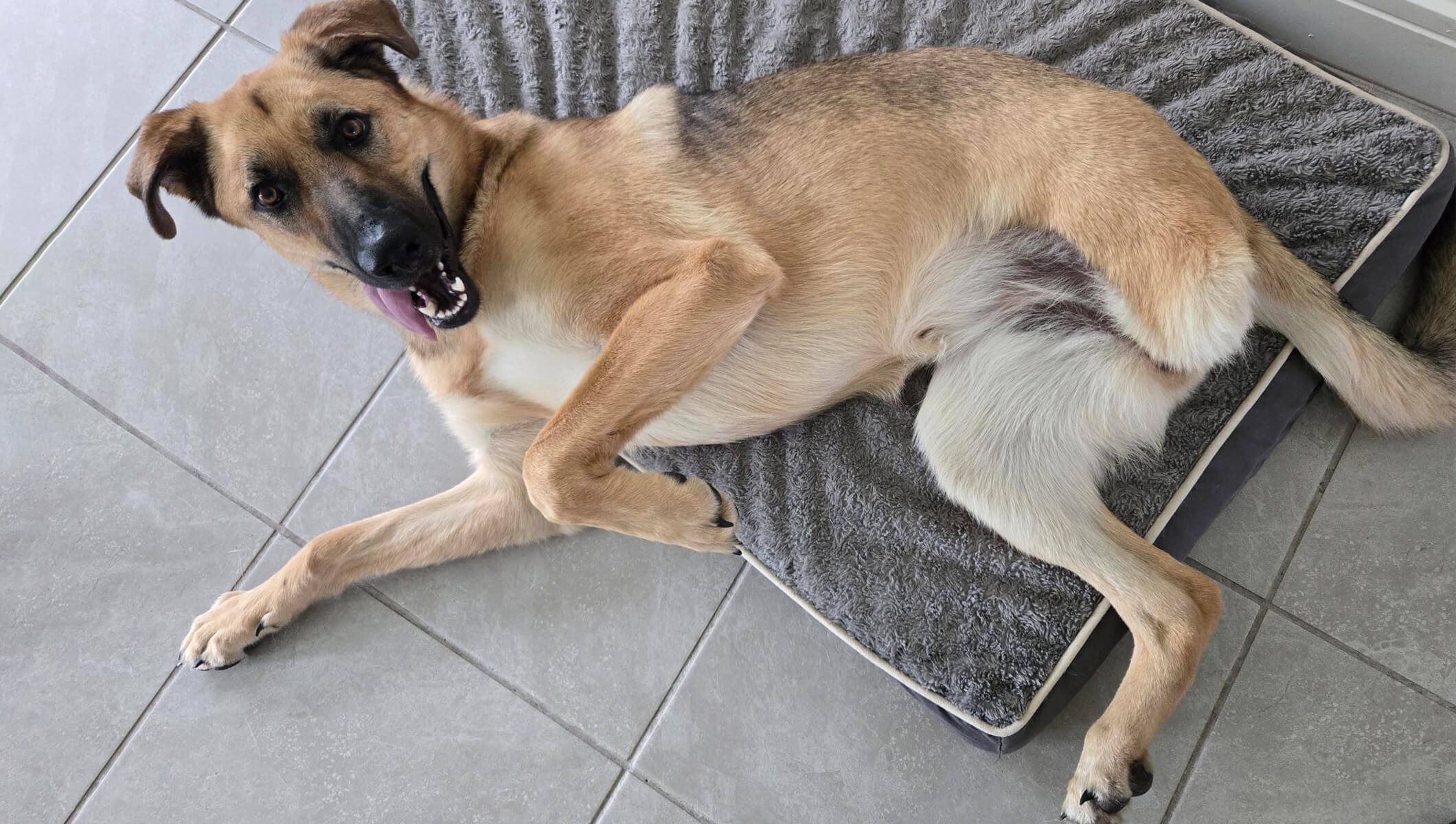 Izogie’s Journey: Custom Wheelchair & Knee Brace for a Three-Legged Shepherd