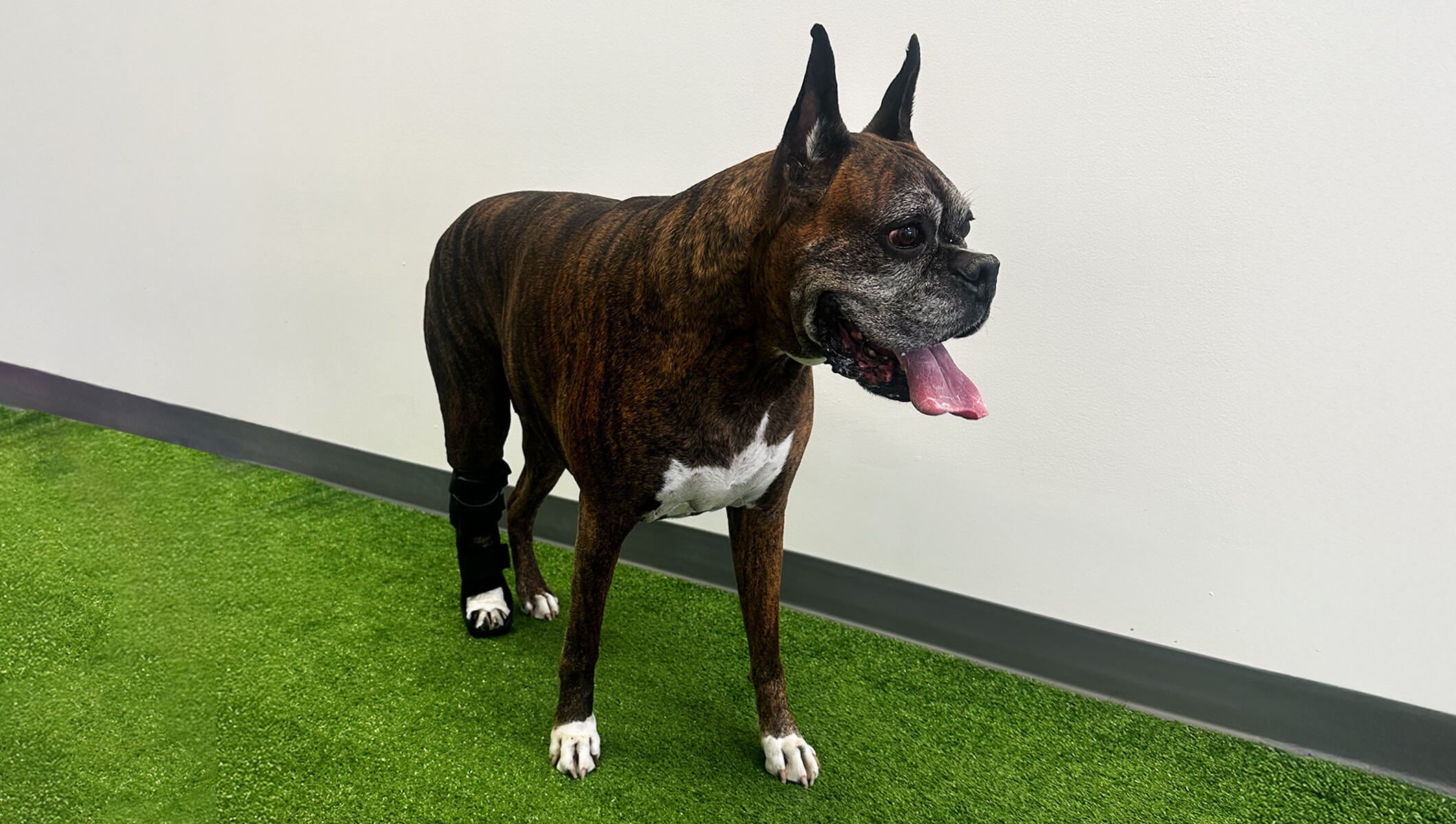 Mack’s Journey: A Custom Brace for Post-Tumor Recovery in a Boxer