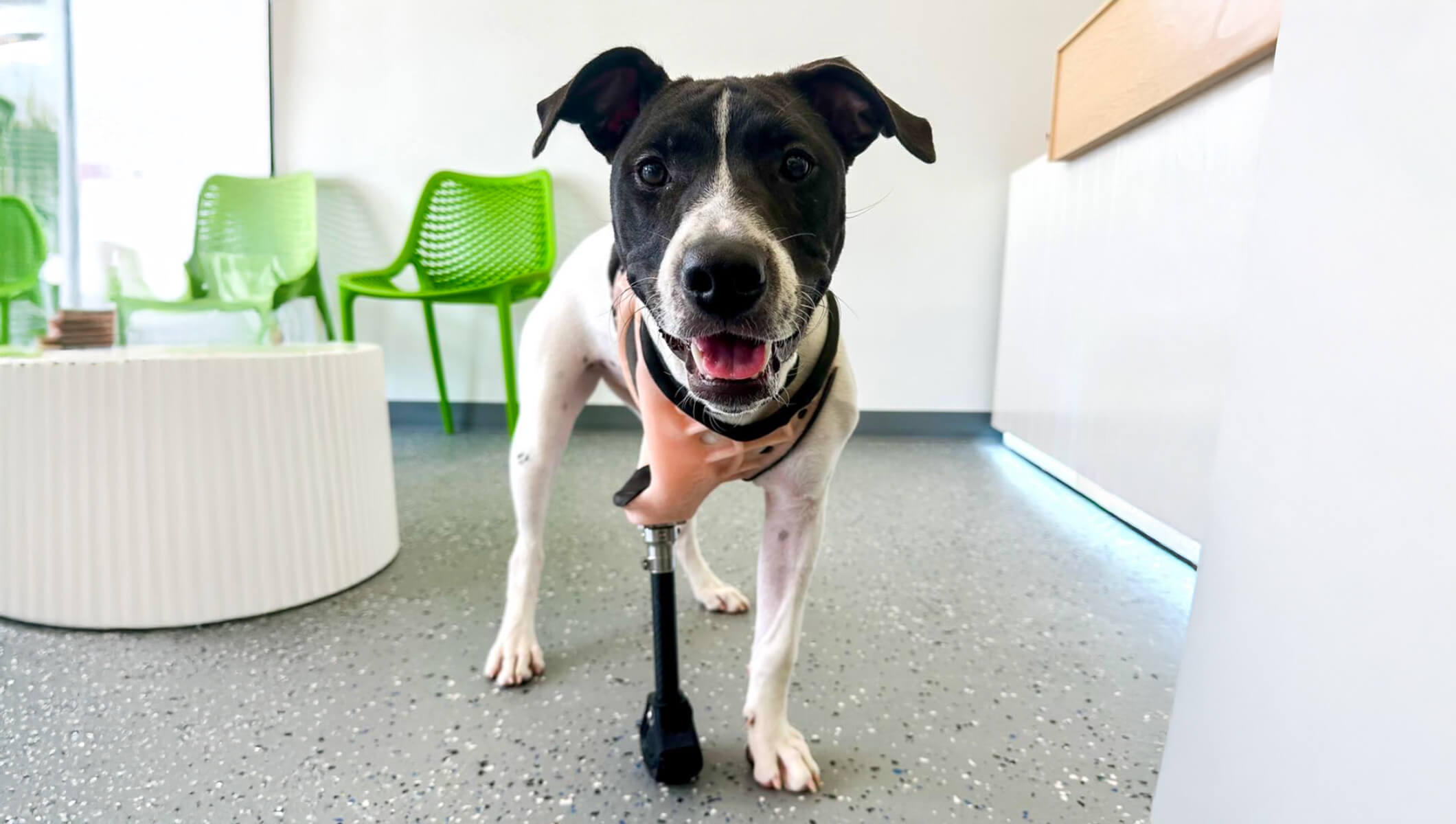 Meet Daisy: Overcoming the Odds with a Prosthetic Leg