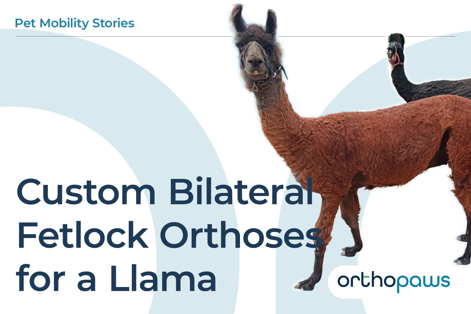 Custom Bilateral Fetlock Orthoses for a Llama: Fernando's Story