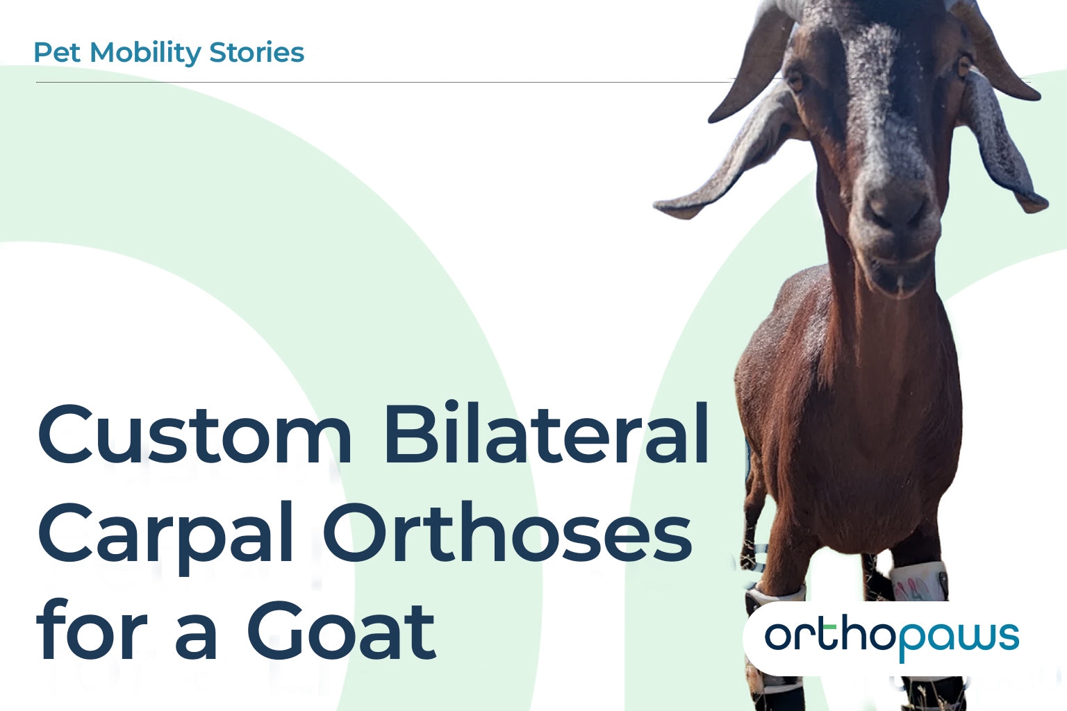 Custom Bilateral Carpal Orthoses for a Goat: Henry's Story