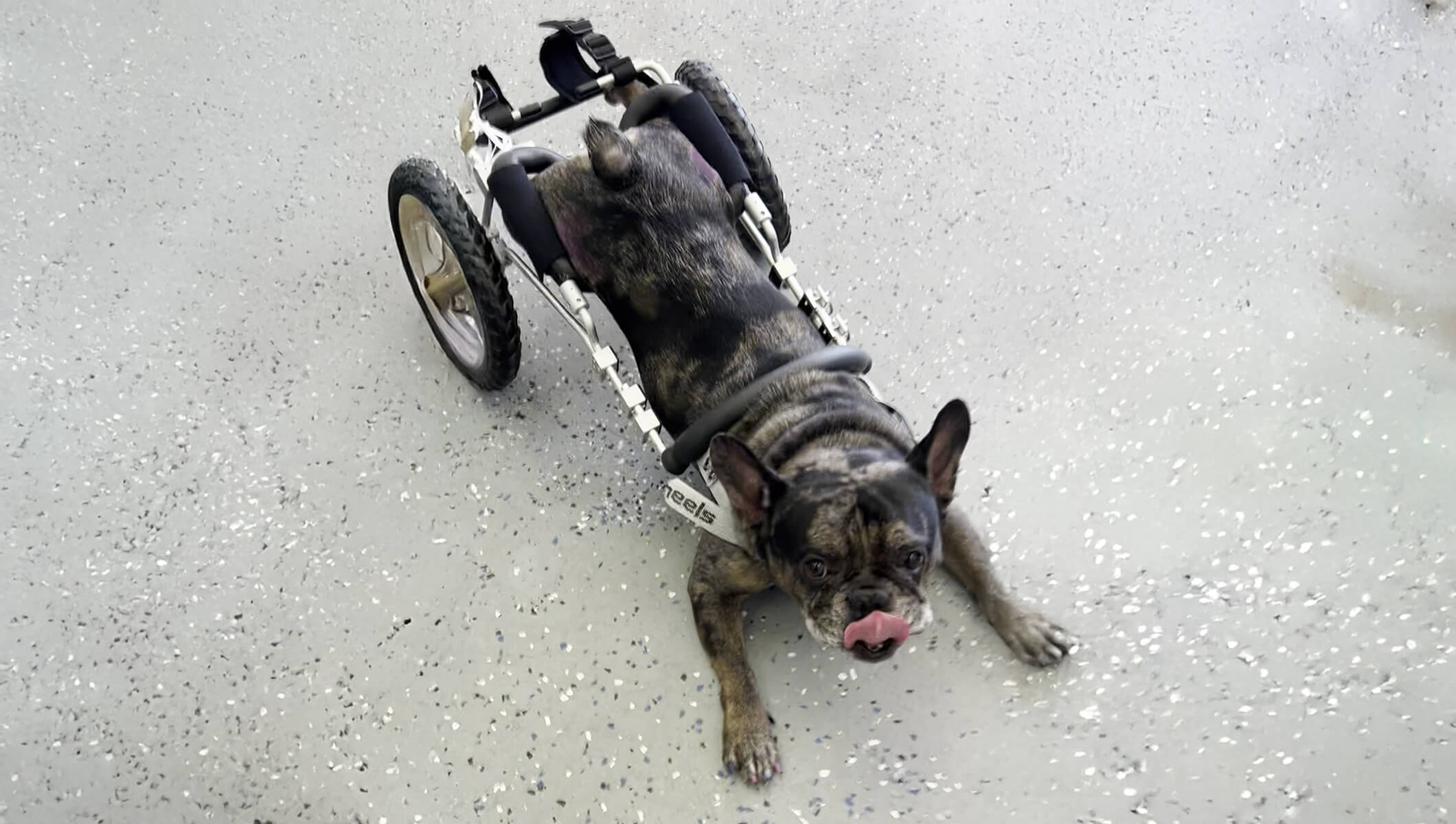 Bugatti’s Journey: Custom Wheelchair for a Paralyzed French Bulldog