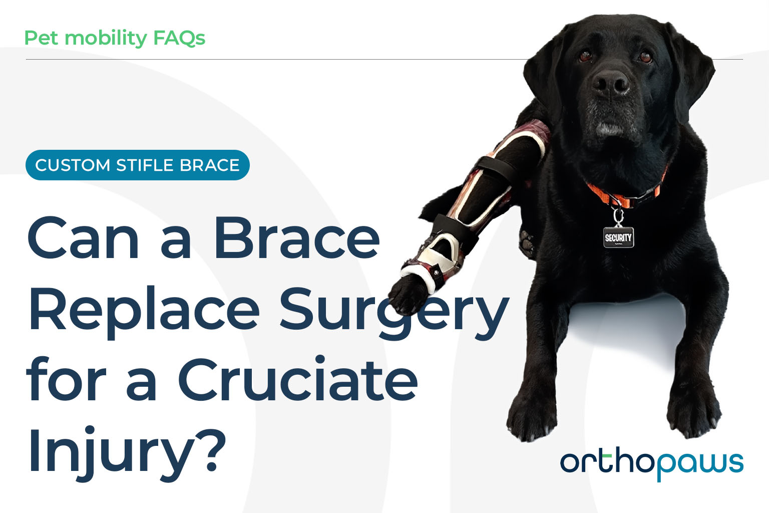 Can a Brace Replace Surgery for Your Dog's Cruciate Injury?