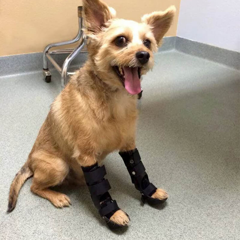 Cat Orthotics Custom Orthotic Solutions for Pets