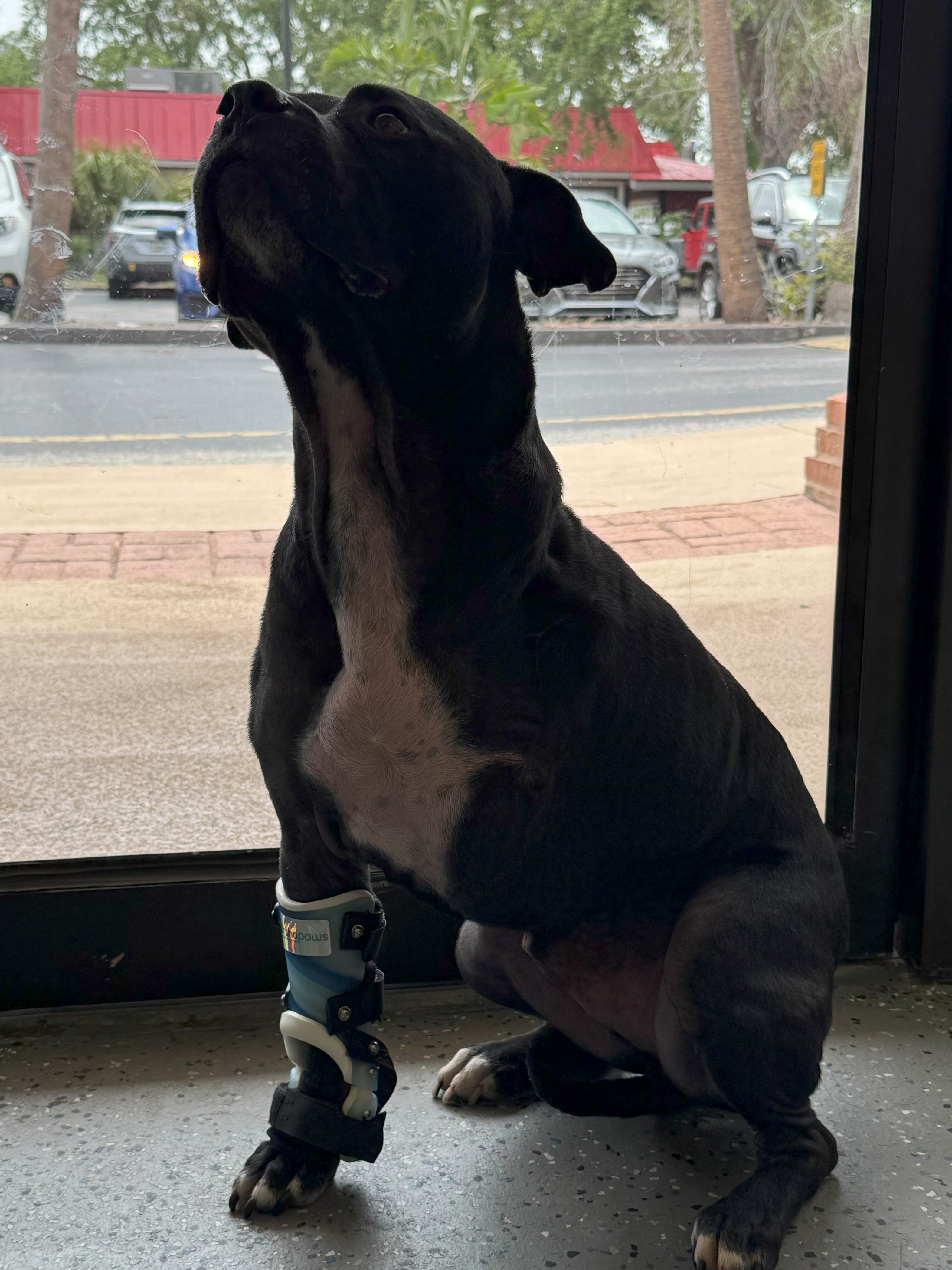 OrthoPaws LLC