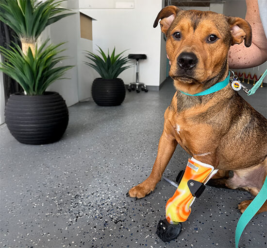 OrthoPaws LLC