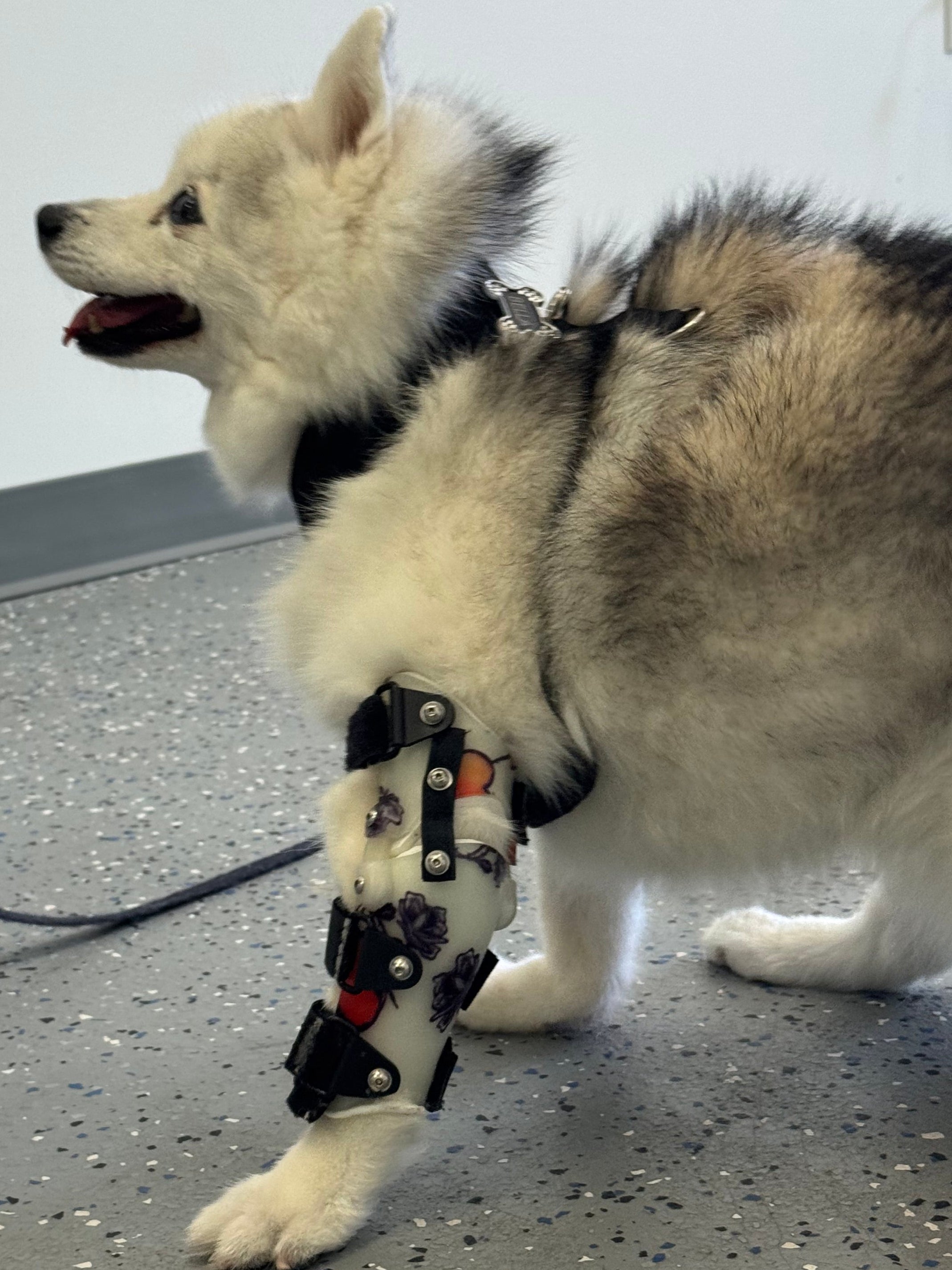 OrthoPaws LLC