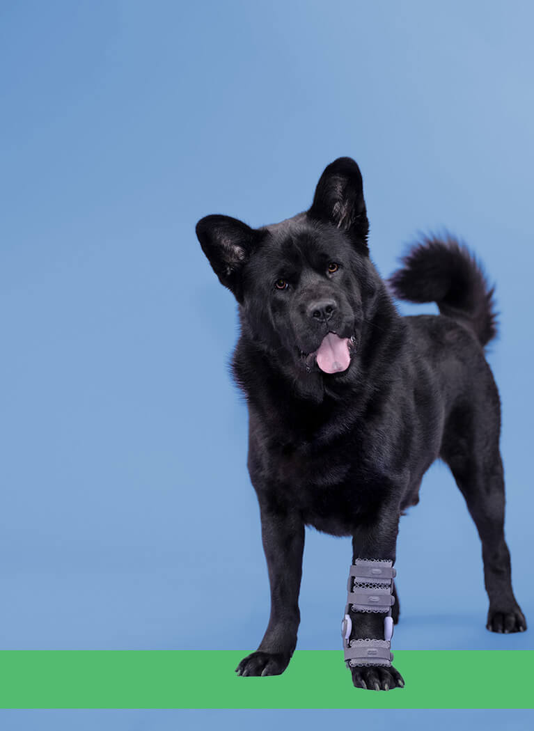 Cat Orthotics Custom Orthotic Solutions for Pets