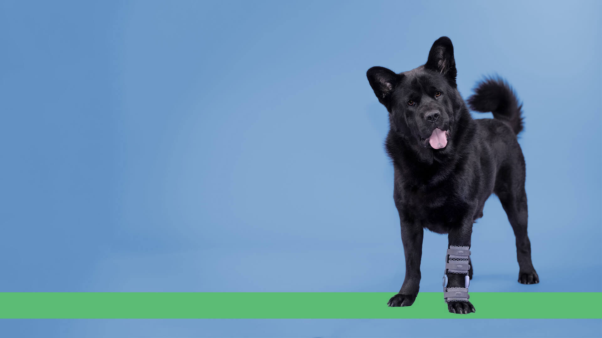 OrthoPaws LLC