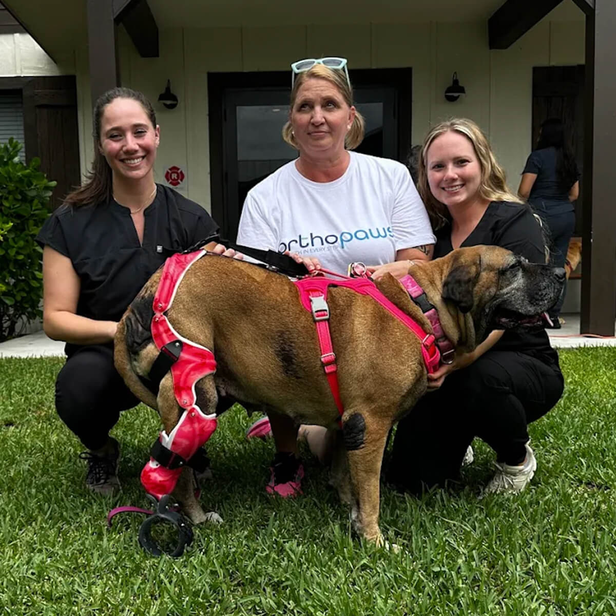 Dog Custom Mobility Solution