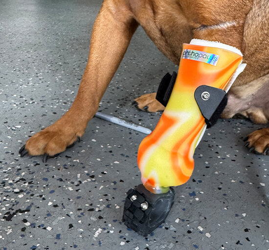 OrthoPaws LLC
