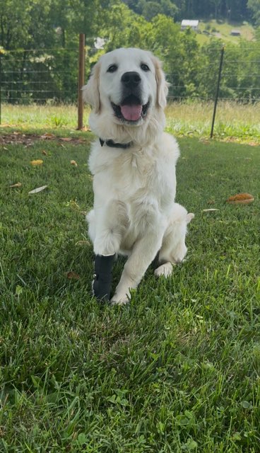 OrthoPaws LLC