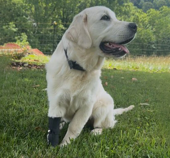OrthoPaws LLC