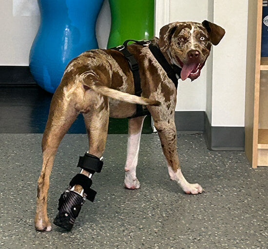 OrthoPaws LLC