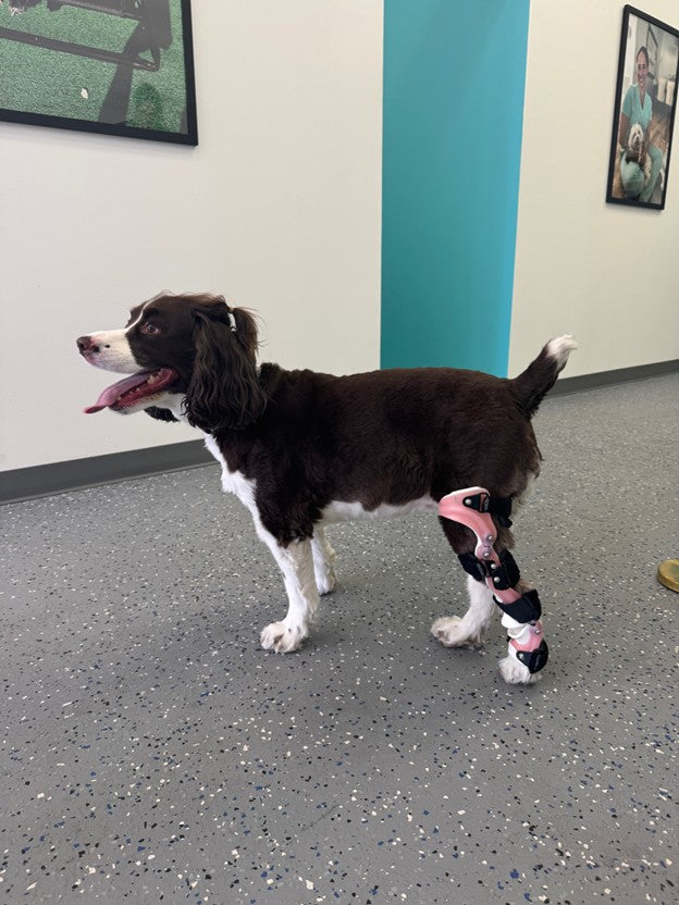 OrthoPaws LLC