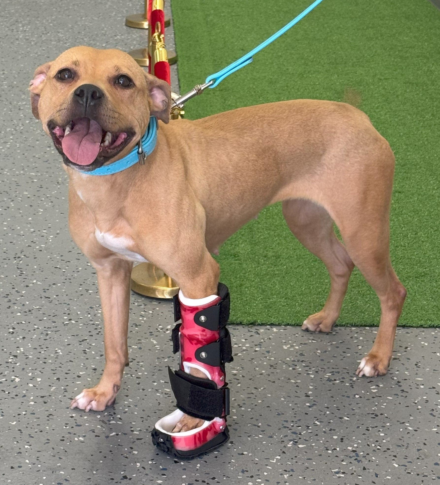 Carpus (Wrist) Device