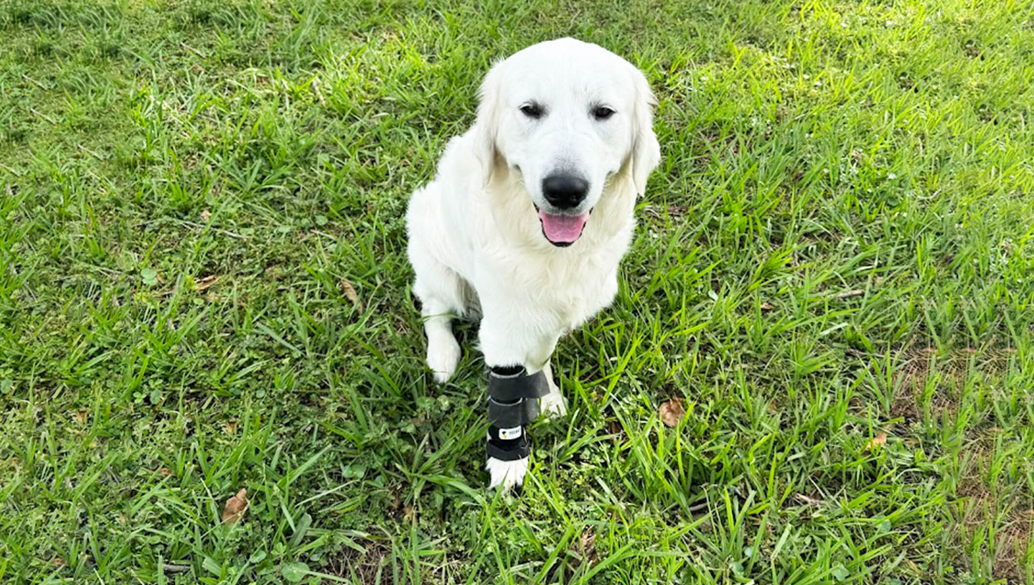 Happy dog standing with prosthetic outdoors