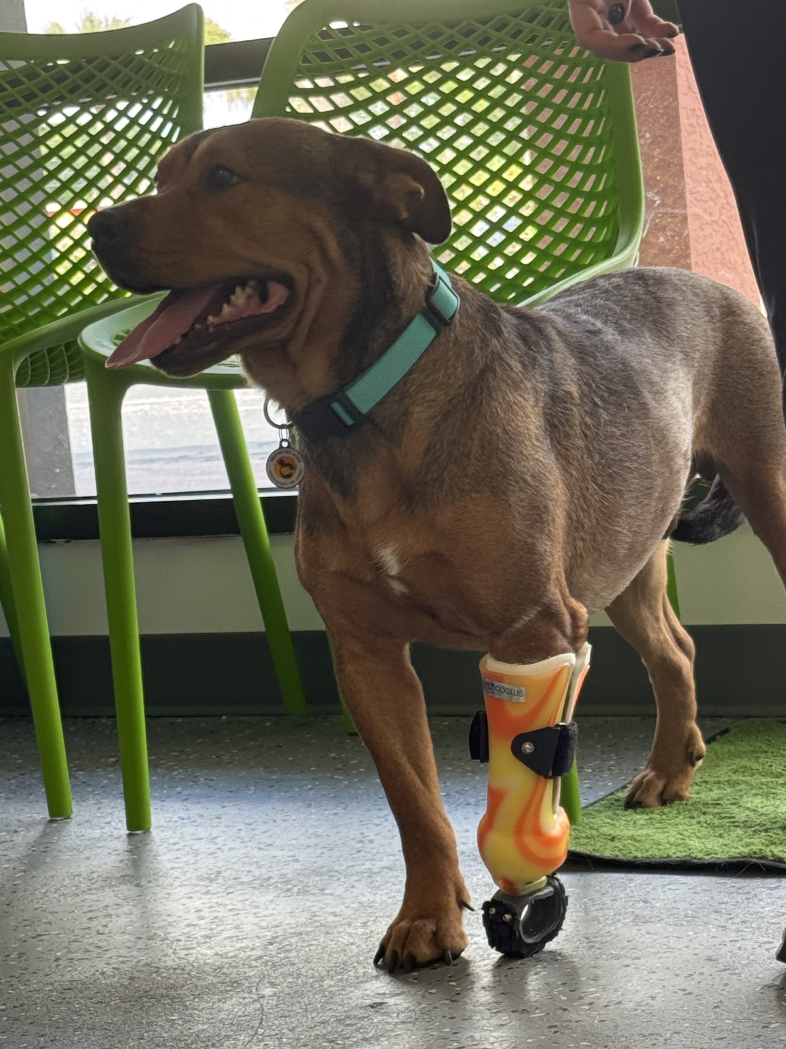 About OrthoPaws