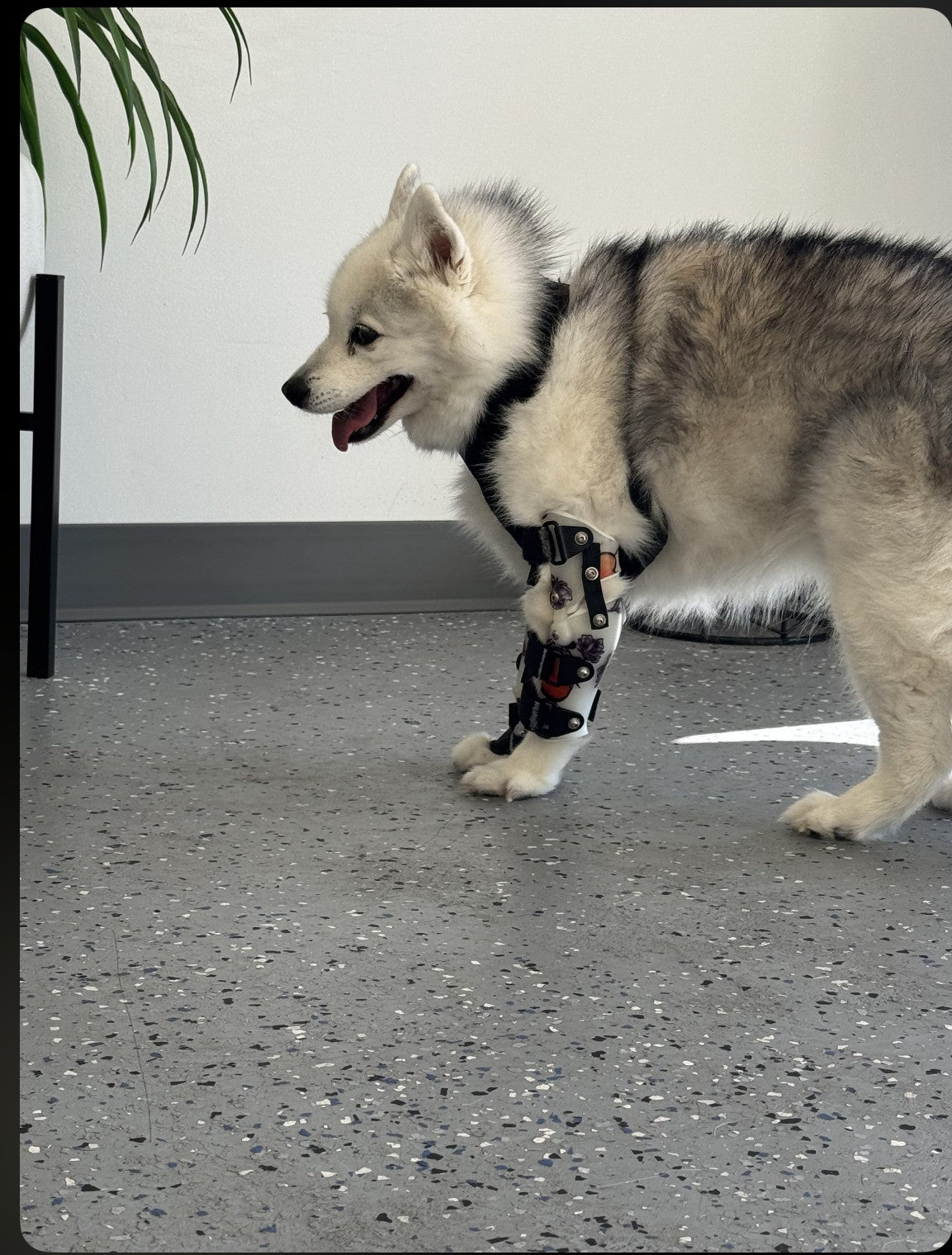 OrthoPaws LLC
