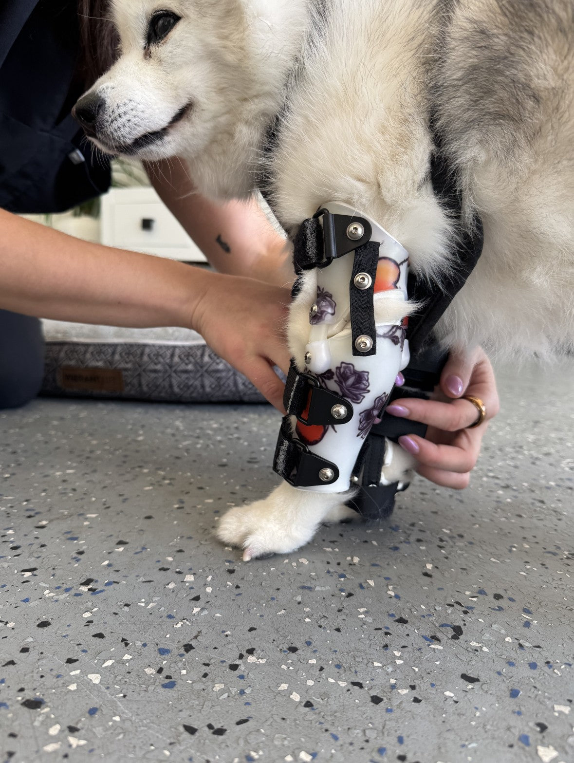 OrthoPaws LLC