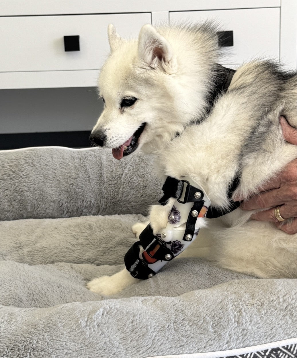 OrthoPaws LLC