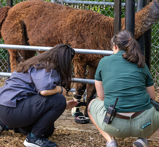 An OrthoPaws members checking custom fetlock orthoses on a llama at a zoo