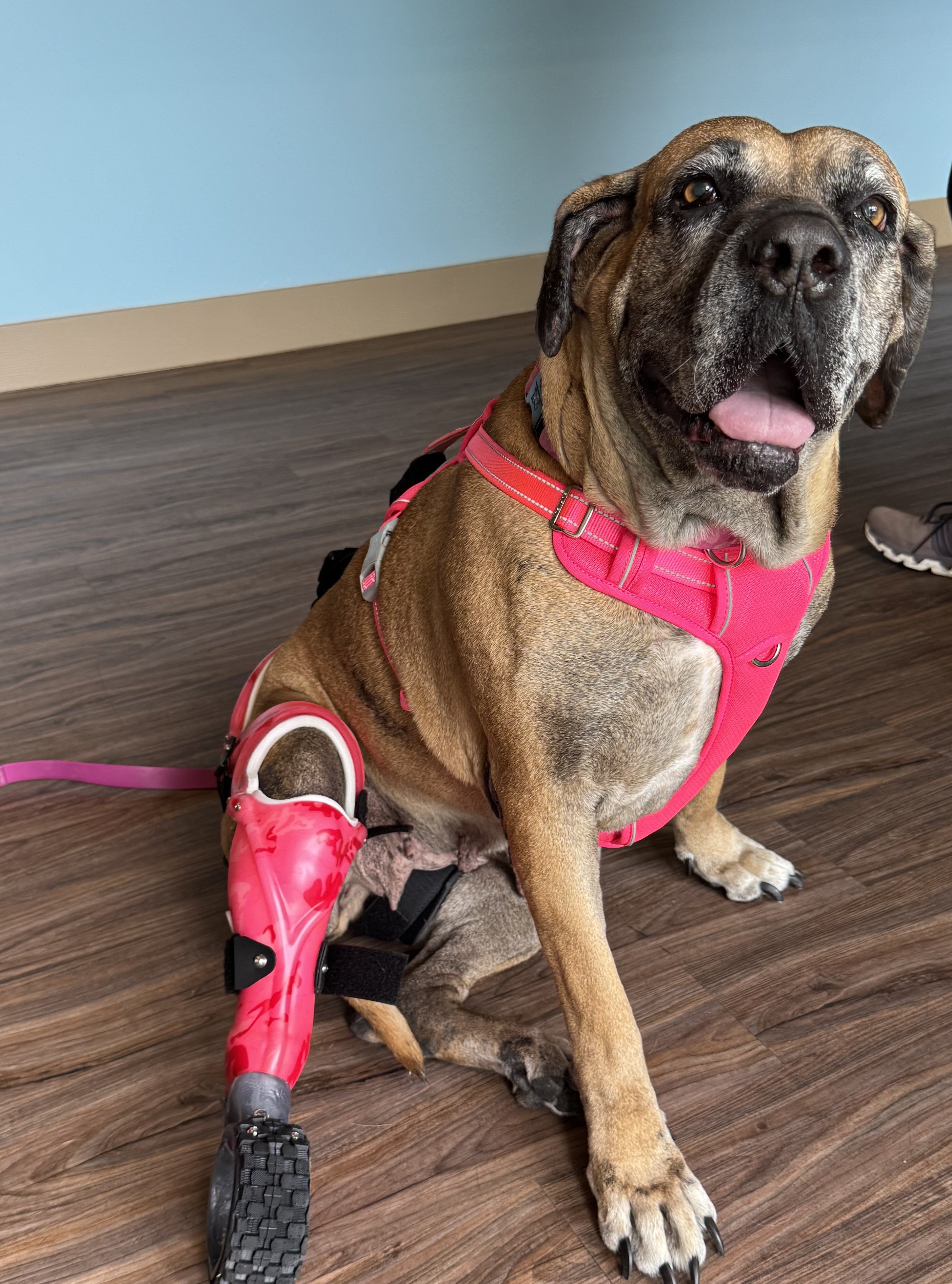 OrthoPaws LLC