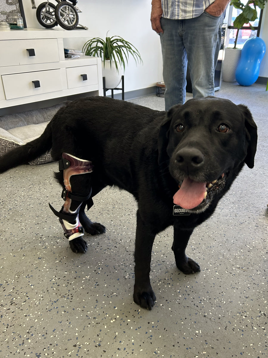 A black Labrador, standing in a custom OrthoPaws knee (stifle) brace on the back leg 