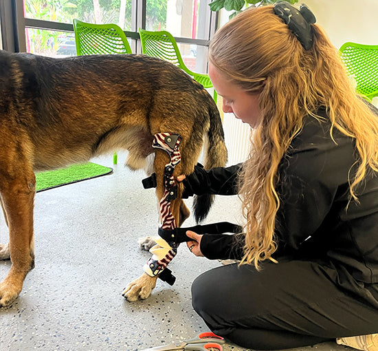 OrthoPaws team member fitting a custom hind limb orthosis on a German Shepherd