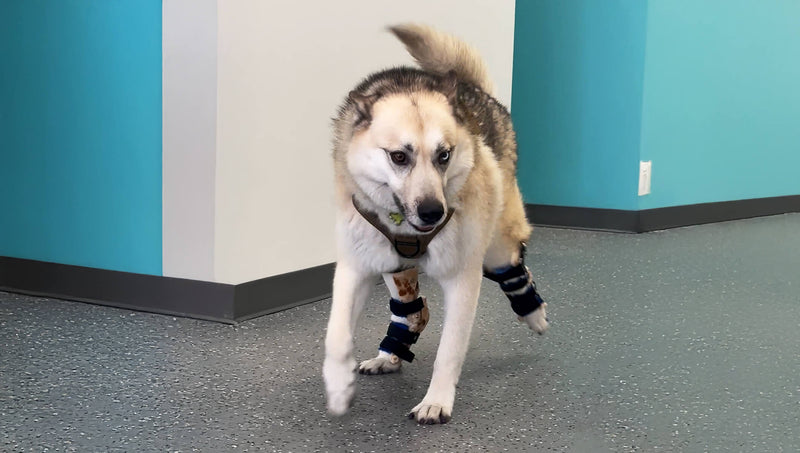 Smoky wearing a custom OrthoPaws hock (tarsus) brace for dogs