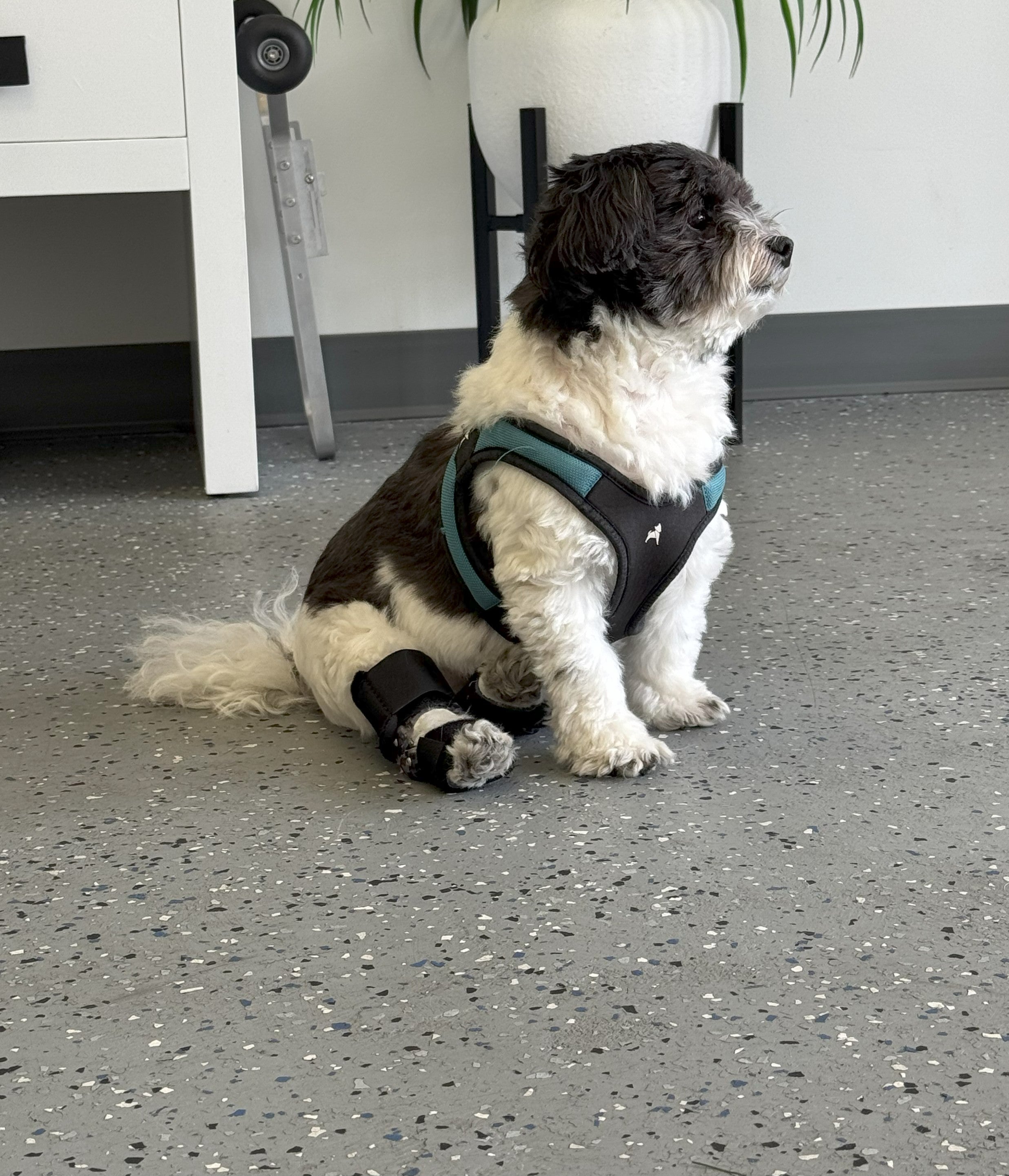 OrthoPaws LLC