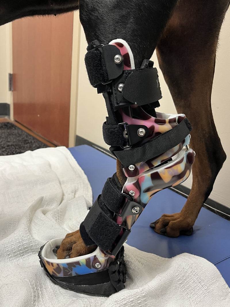 Custom OrthoPaws carpal brace on a tripawd dog
